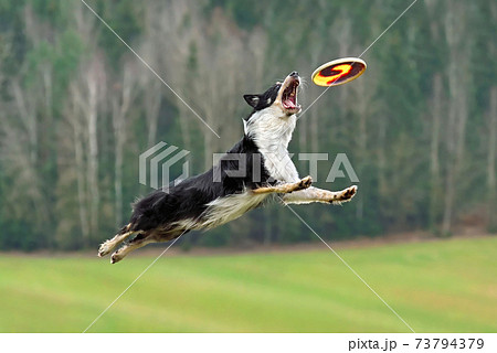 Dog catching frisbee Dog catching frisbee 73794379