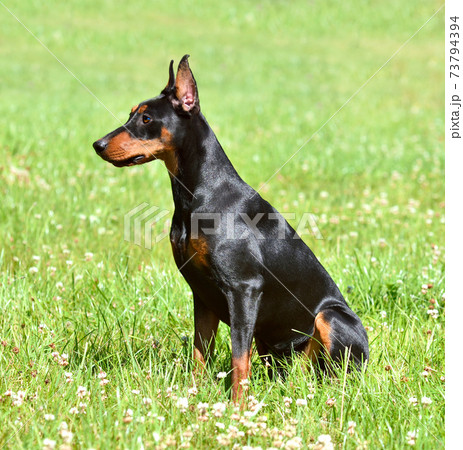 Pinscher on green background 73794394