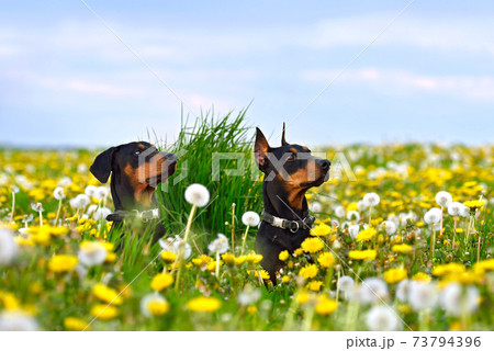 Doberman Pinschers on spring background 73794396