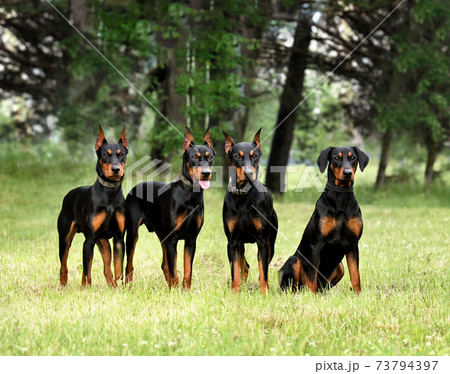 Four German Pinscher dogs 73794397