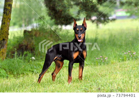 German Pinscher dog 73794401