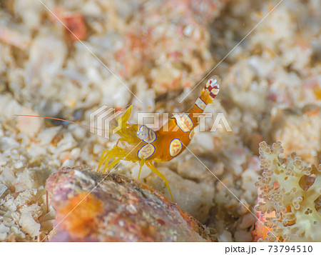 ハナブサイソギンチャクに棲むイソギンチャクモエビ メルギー諸島 ミャンマー の写真素材