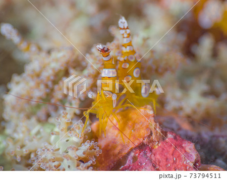 Squat shrimp with Fire anemone (Mergui 73794511