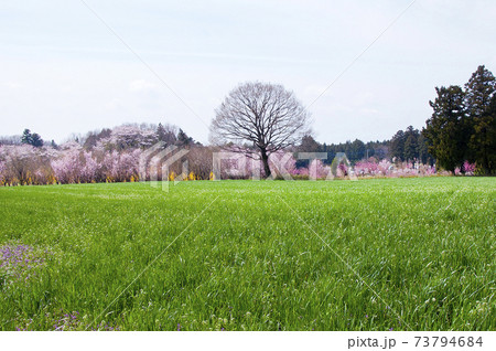 ピンクの花木と牧草地の美しい春の風景の写真素材