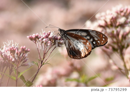 フジバカマが大好きな蝶々　アサギマダラ 73795299