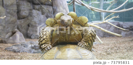 large image of a head of very big tortoise large image of a head of very big tortoise 73795831