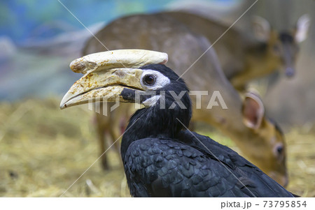 Blyth hornbill (Rhyticeros plicatus, Papuan hornbill) --large hornbill inhabiting the forest canopy in Wallacea and Melanesia. Its local name in Tok Pisin is kokomo Blyth hornbill (Rhyticeros plicatus, Papuan hornbill) --large hornbill inhabiting the forest canopy in Wallacea and Melanesia. Its local name in Tok Pisin is kokomo 73795854