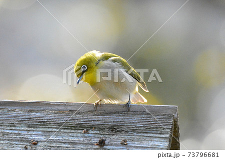 かわいいメジロ 顔を傾けるの写真素材