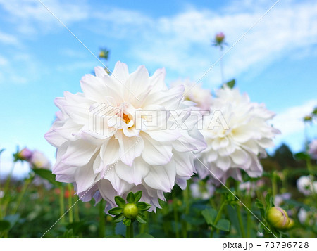 ダリア　天竺牡丹 73796728