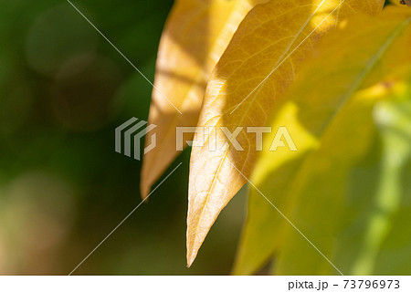 黄色い葉の写真素材