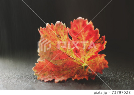 grape leaf. fall or autumn. a photo 73797028