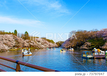 東京 井の頭恩賜公園 七井橋から眺める井の頭池のボートと満開の桜の写真素材