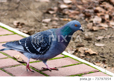 A large domestic gray pigeon walks  in the park. Photo 73797054