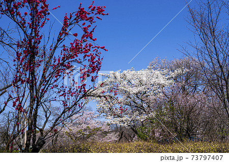 東京郊外の春の庭園　赤い花桃　白桜の花満開　青空 73797407