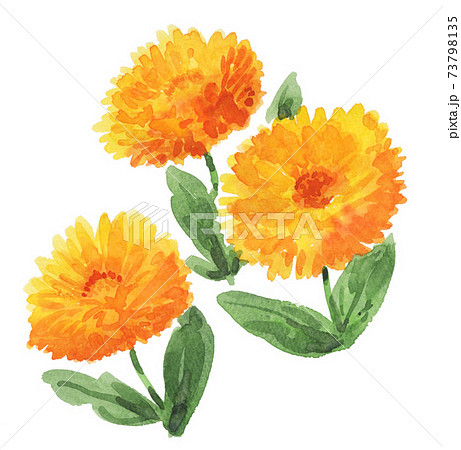 celendula21125pix7 celendula21125pix7 73798135