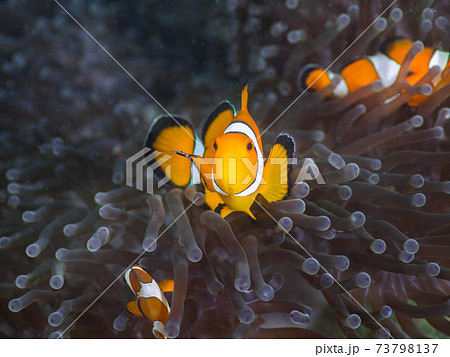 センジュイソギンチャクと共生するカクレクマノミ  (メルギー諸島、ミャンマー) 73798137