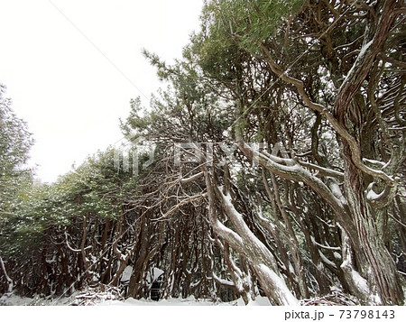 雪降るコウヤマキの群落　吉野山 73798143
