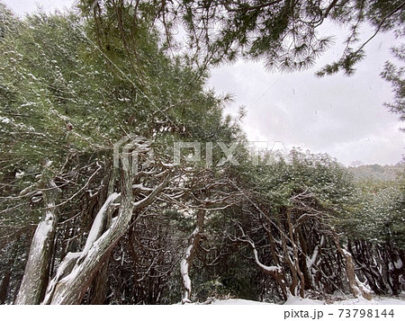 雪降るコウヤマキの群落 吉野山 雪降るコウヤマキの群落 吉野山 73798144