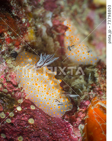 ウミウシ (ハルゲルダ・ストリックランドイ) (メルギー諸島、ミャンマー) ウミウシ (ハルゲルダ・ストリックランドイ) (メルギー諸島、ミャンマー) 73798803