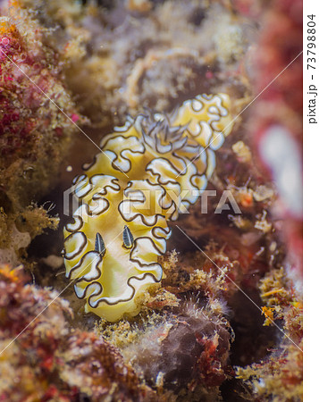 キイロウミウシ (メルギー諸島、ミャンマー) キイロウミウシ (メルギー諸島、ミャンマー) 73798804