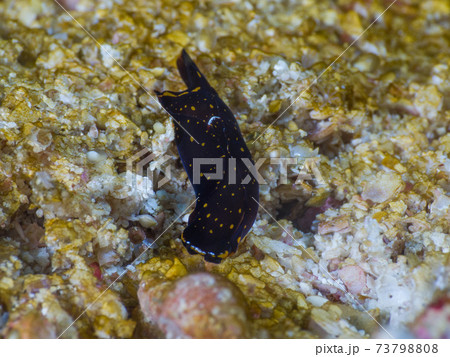 オハグロツバメガイ (メルギー諸島、ミャンマー) オハグロツバメガイ (メルギー諸島、ミャンマー) 73798808