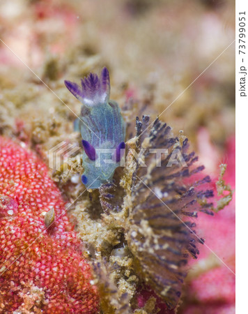 コケムシを食べる青いウミウシ (メルギー諸島、ミャンマー) 73799051