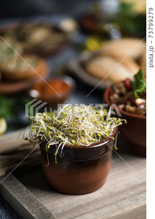 sprouted kale seeds on a table 73799279