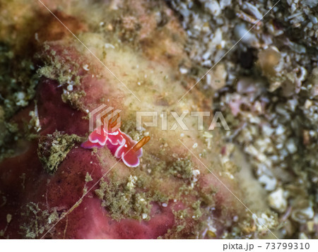 シロタスキウミウシの幼体 (メルギー諸島、ミャンマー) 73799310