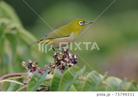 カラスザンショウを頬張るメジロ 73799331