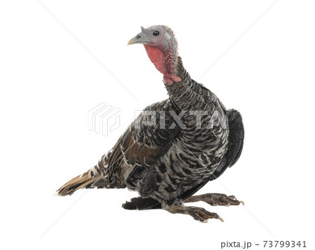 female turkey sitting on white background 73799341