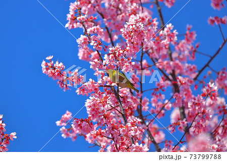 埼玉県比企郡滑川町つきのわ中丸公園 横浜緋桜とメジロ 埼玉県比企郡滑川町つきのわ中丸公園 横浜緋桜とメジロ 73799788