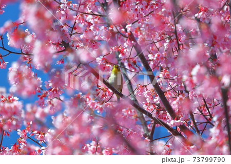 埼玉県比企郡滑川町つきのわ中丸公園 横浜緋桜とメジロ 埼玉県比企郡滑川町つきのわ中丸公園 横浜緋桜とメジロ 73799790