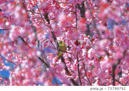 埼玉県比企郡滑川町つきのわ中丸公園　横浜緋桜とメジロ 73799792