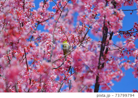 埼玉県比企郡滑川町つきのわ中丸公園 横浜緋桜とメジロ 埼玉県比企郡滑川町つきのわ中丸公園 横浜緋桜とメジロ 73799794