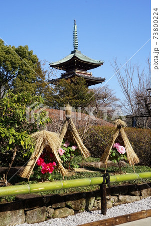 1月 台東193冬ぼたんと五重塔・上野恩賜公園 1月 台東193冬ぼたんと五重塔・上野恩賜公園 73800224