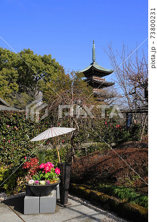 1月 台東187冬ぼたんと五重塔・上野恩賜公園 1月 台東187冬ぼたんと五重塔・上野恩賜公園 73800231