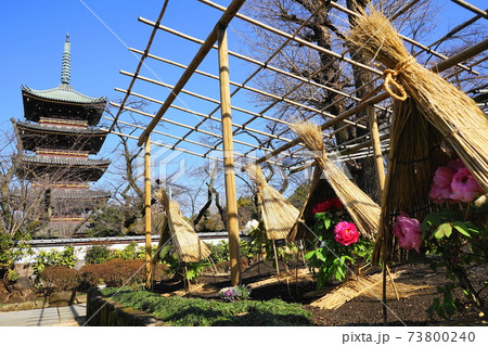 1月 台東181冬ぼたんと五重塔・上野恩賜公園 1月 台東181冬ぼたんと五重塔・上野恩賜公園 73800240