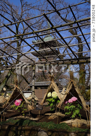 1月 台東177冬ぼたんと五重塔・上野恩賜公園 1月 台東177冬ぼたんと五重塔・上野恩賜公園 73800248