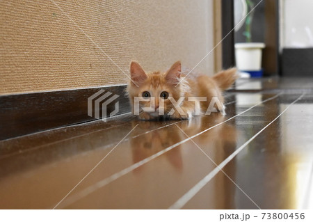 獲物を狙う猫の姿の写真素材 獲物を狙う猫の姿の写真素材