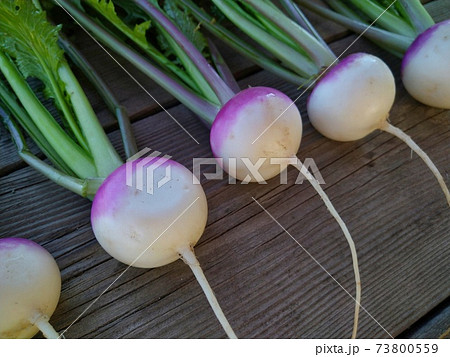 あやめ雪かぶ 73800559