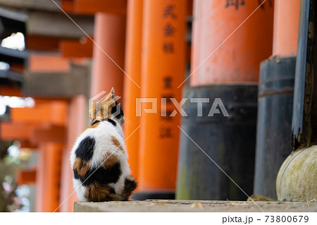 鳥居の並ぶ神社に座っている三毛の子猫 73800679