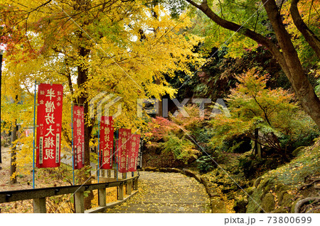 黄色い銀杏参道 73800699