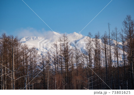 冬の晴れた日の雪山とカラマツ林 73801625
