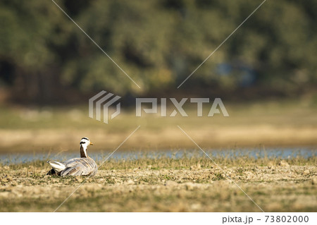 bar- headed or bar headed goose basking in sun in an open field or grassland during winter migration at forest of cental india - anser indicus 73802000