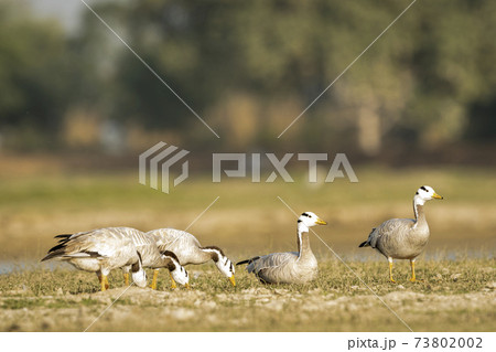 bar- headed or bar headed goose family or flock in an open field or grassland during winter migration at forest of cental india - anser indicus 73802002