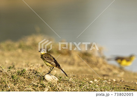 western yellow wagtail or Motacilla flava bird portrait perched during safari at forest of central india western yellow wagtail or Motacilla flava bird portrait perched during safari at forest of central india 73802005