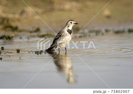 White wagtail or Motacilla alba bird portrait with reflection in water during safari at forest of central india 73802007