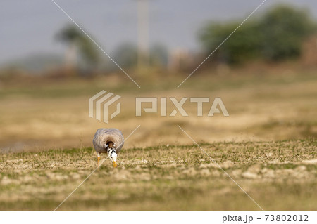 bar- headed or bar headed goose grazing grass in an open field or grassland during winter migration at forest of cental india - anser indicus 73802012