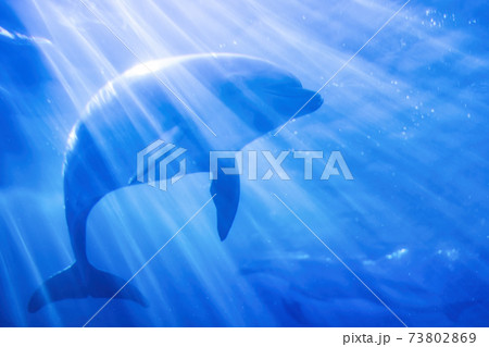 光の中を泳ぐイルカ 光の中を泳ぐイルカ 73802869