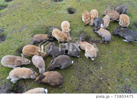 大久野島のウサギ 大久野島のウサギ 73803475